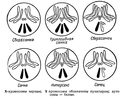 Половые типы дрозофилы в зависимости от баланса половых хромосом и аутосом