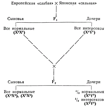 Пример физиологической теории определения пола