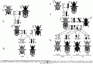 Наследование сцепленных признаков у дрозофилы