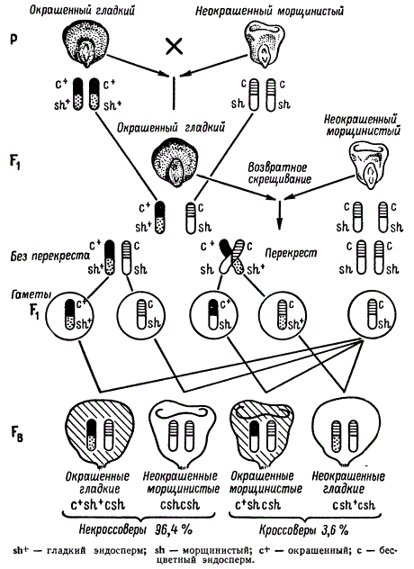 Рекомбинация сцепленных признаков у Zea mays