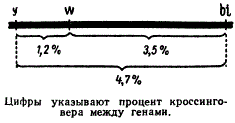 Схема определения локуса в гена в хромосоме