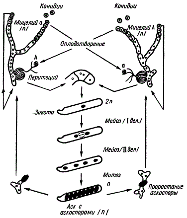 Схема жизненного цикла Neurospora crassa
