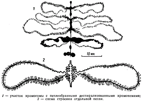 Хромосомы типа "ламповых щёток" в ооците I порядка