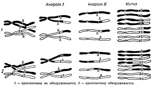 Схема различных типов поведения гомологичных хромосом при образовании аскоспор у Neurospora