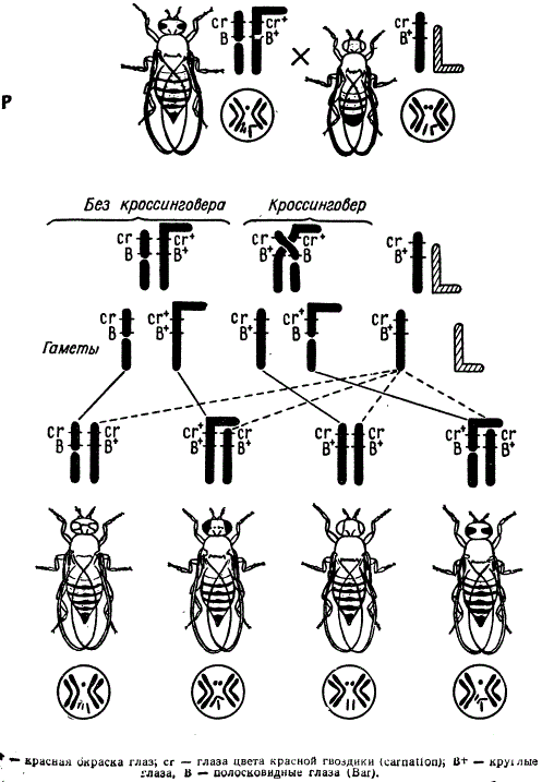 Цитологическое доказательство кроссинговера у дрозофилы