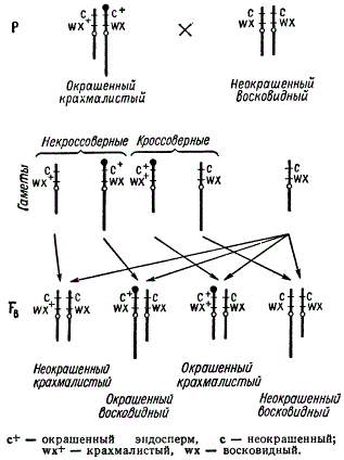 Цитологическое доказательство кроссинговера у кукурузы