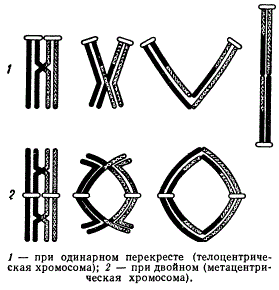 Схема терминализации хиазм