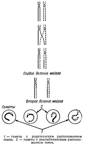 Схема образования гамет после одинарного кроссинговера