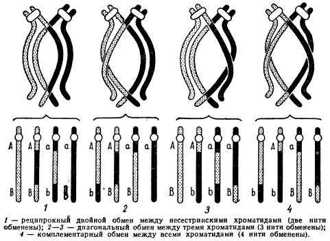 Схема двойных хиазм и продукты двойных обменов между хроматидами тетрады