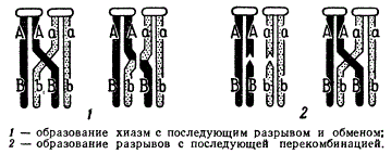 Схемы, иллюстрирующие различные гипотезы механизма перекреста хромосом