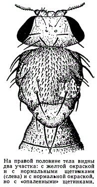 Мозаичные участки на теле дрозофилы