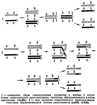 Схема соматического кроссинговера