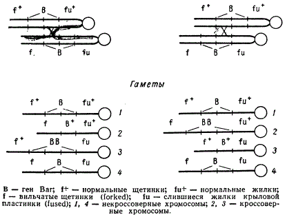 Схема неравного кроссинговера в районе Bar-хромосомы у дрозофилы
