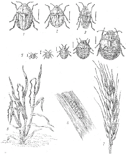 Хлебные клопы