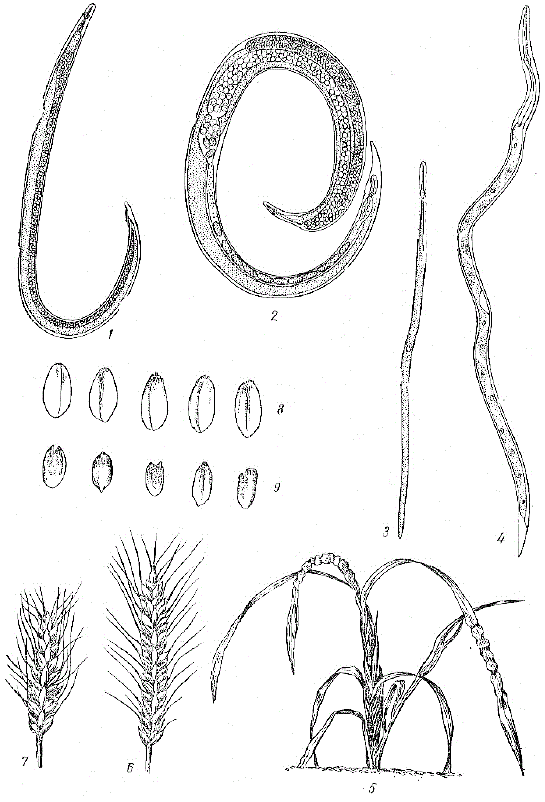 Пшеничная нематода