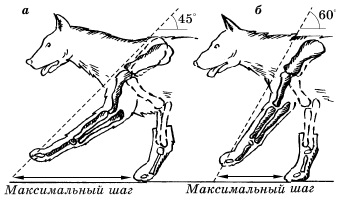 Длина шага собаки при положении лопаточной кости под различными углами