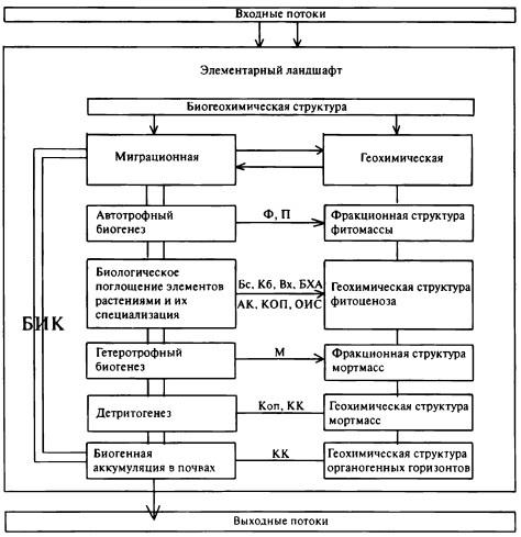 Биогеохимическая структура элементарного ландшафта