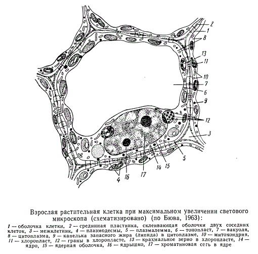 Взрослая растительная клетка