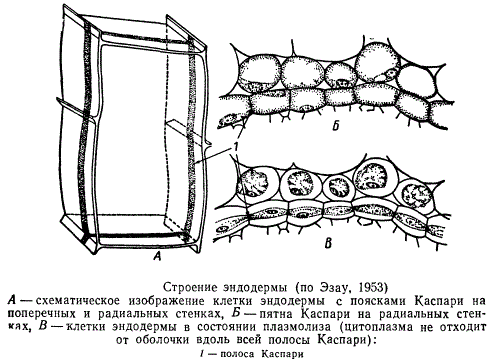 Строение эндодермы