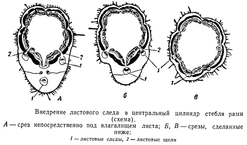 Внедрение листового следа в цилиндр стебля