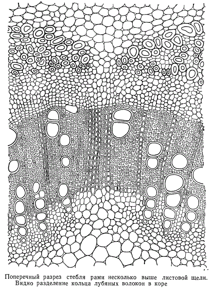 Поперечный срез стебля рами несколько выше листовой щели
