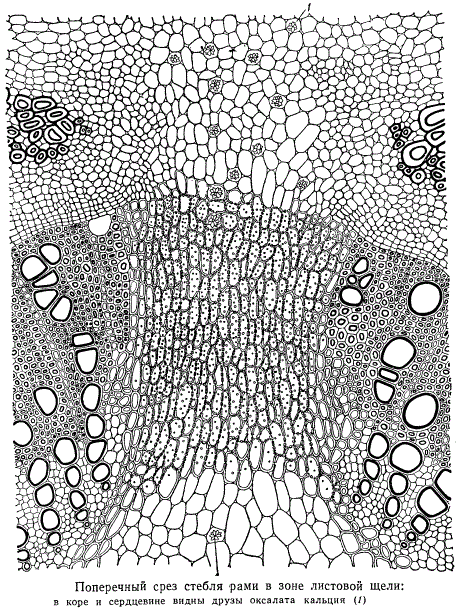 Поперечный срез стебля рами в зоне листовой щели