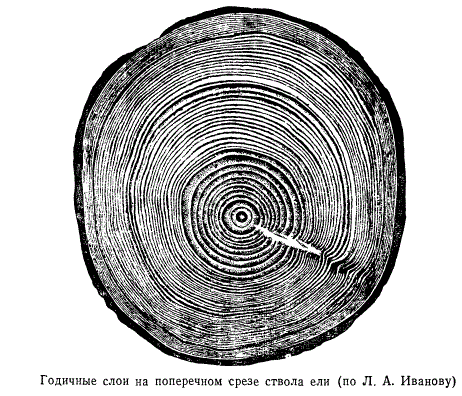 Годичные слои на поперечном срезе ствола ели