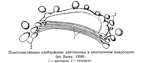 Пространственное изображение диктиосомы