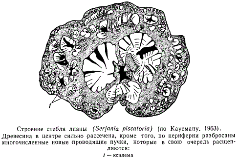 Строение стебля лианы