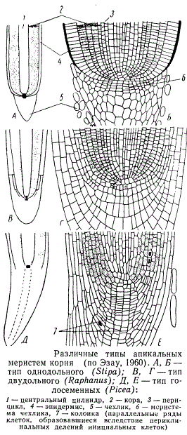 Различные типы апикальных меристем корня
