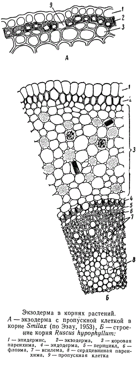 Экзодерма в корнях растений