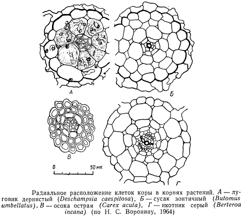 Радиальное расположение клеток коры в корнях растений