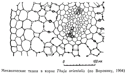 Механические ткани в корне