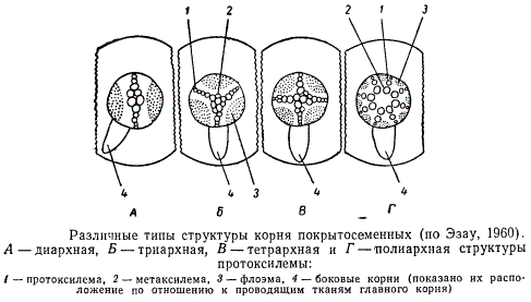 Различные типы структур корня покрытосеменных