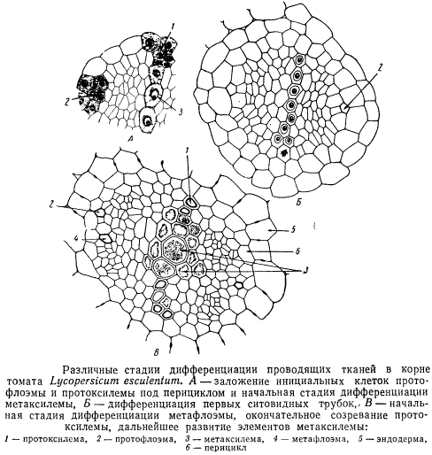 Цилиндр какой корень