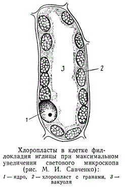 Хлоропласты в клетке филокладия иглицы