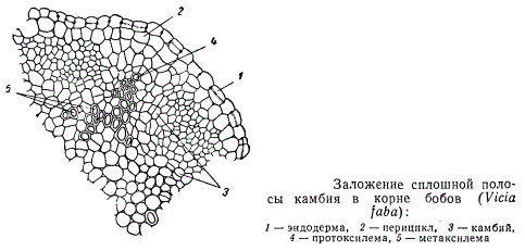 Заложение сплошной полосы камбия в корне бобов