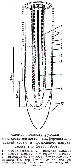 Схема последовательности дифференциации тканей корня в продольном направлении