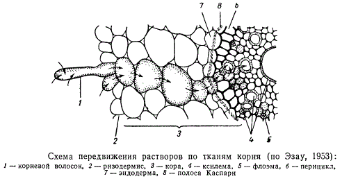 Схема передвижения растворов по тканям корня
