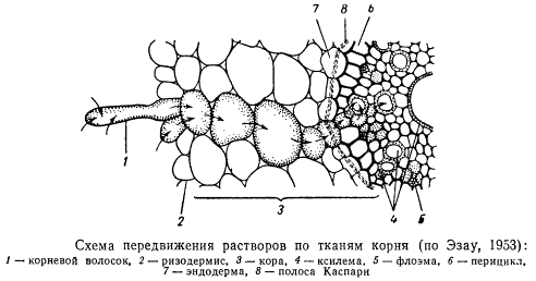 Передвижение воды в корне. Схема движения веществ поглощенных корнем. Схема продвижения веществ поглощенныхкорневыми волосками. Схема продвижения веществ поглощённых корневыми волосками. Всасывание воды корнем схема.