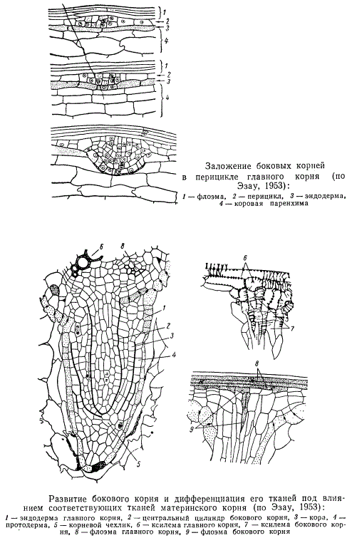Заложение боковых корней в перицикле главного корня, развитие бокового корня