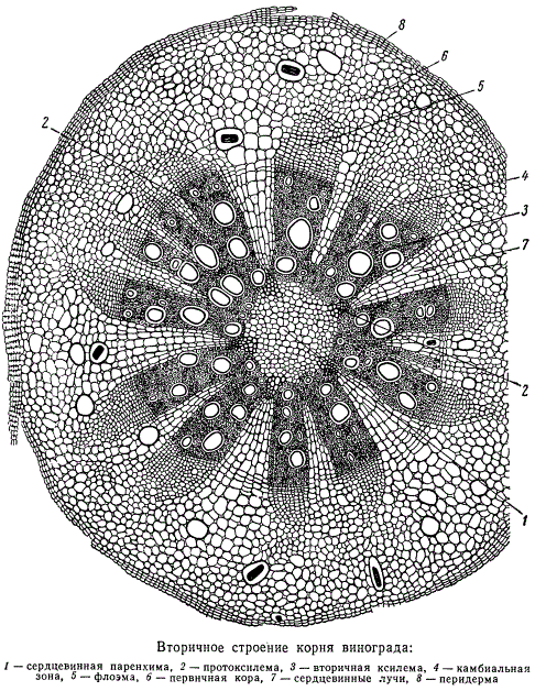 Вторичное строение корня винограда