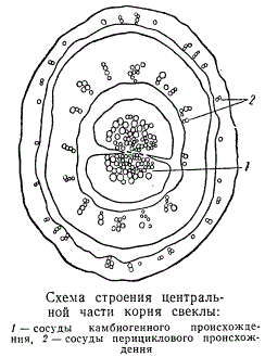 Схема строения центральной части корня свеклы