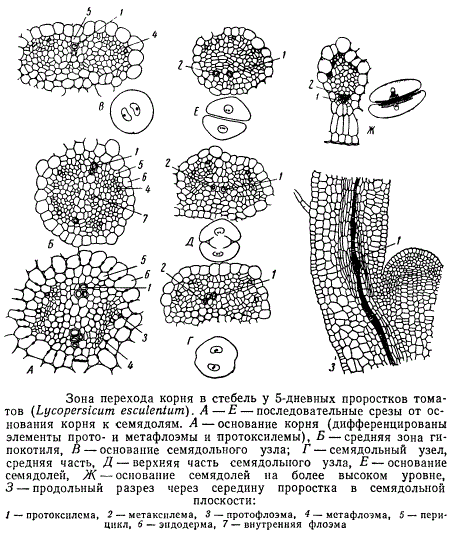 Зона перехода корня в стебель у 5-дневных томатов