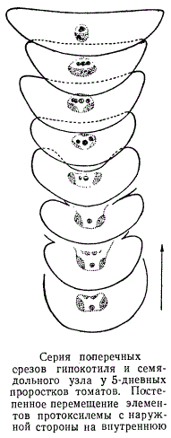 Серия поперечных срезов гипокотиля и семядольного узла у 5-дневных проростков томатов