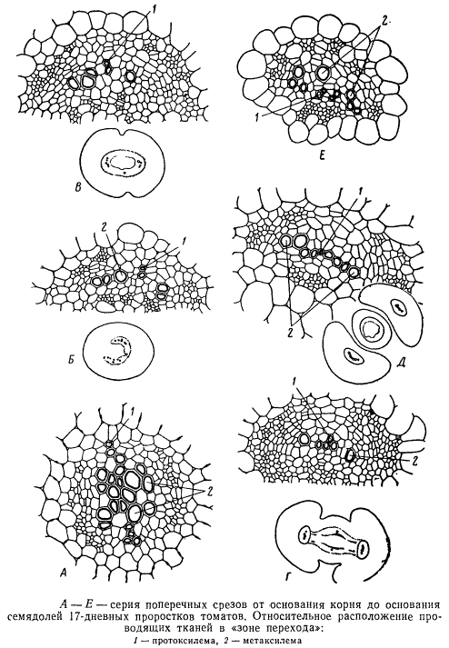 Срезы от основания корня до основания семядолей у 17-дневных проростков томатов