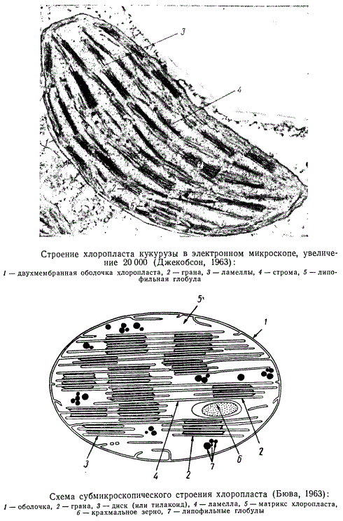 Схема хлоропласта кукурузы и схема строения хлоропласта