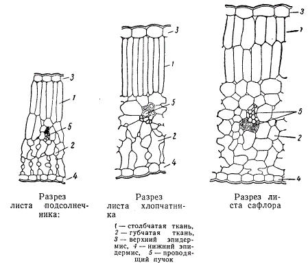 Разрез листа подсолнечника, хлопчатника, сафлора
