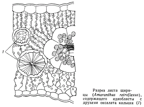 Разрез листа щирицы