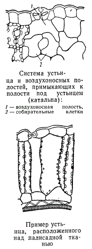 Система устьица и воздухоносных полостей